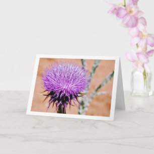 Baumwollthistle, Onopordum-Pflanze Karte
