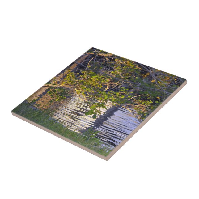 Baumzweige, Sonnenlicht, Reflexion Fliese (Seite)