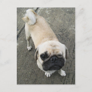 Bauwk ... Soi Dog, Thailand Postkarte