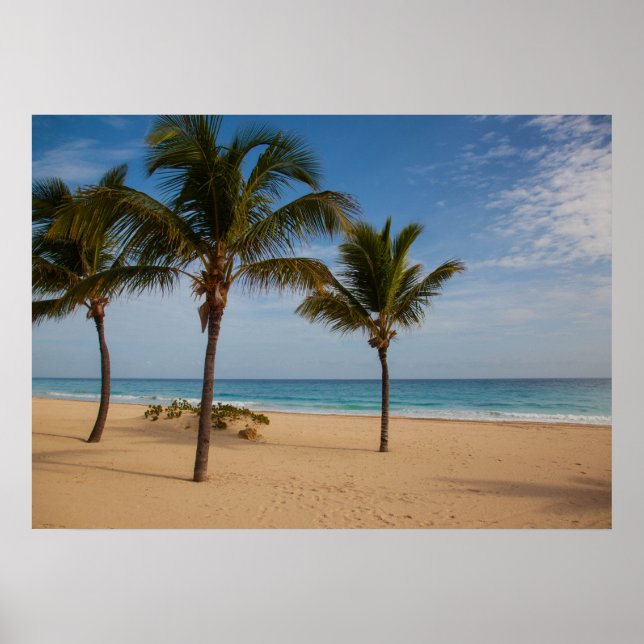 Bavaro Beach, Kokospalmen der Dominikanischen Repu Poster (Vorne)