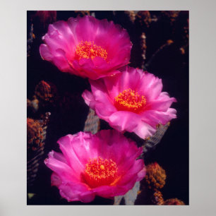 Bavertail-Kakteen Blume 2 Poster