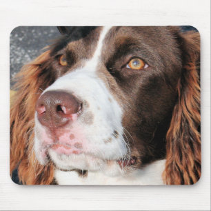 Baxter - englischer SpringerSpaniel Foto-06 Mousepad
