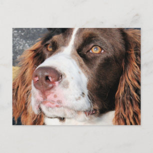 Baxter - English Springer Spaniel Foto-06 Postkarte
