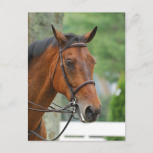 Bay Arab Horse Postcard Postkarte