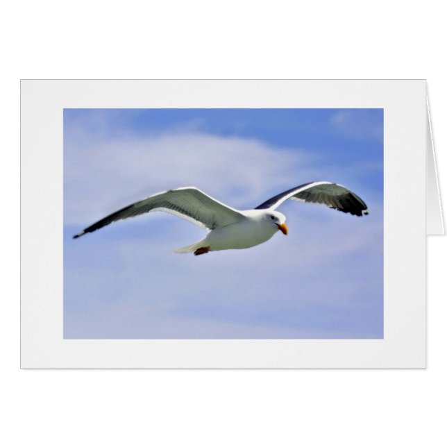 Bay Bird (Devant horizontal)