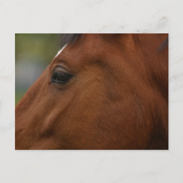 Bay Horse Closeup Postkarte (Vorderseite)