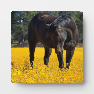 Bay Horse in einem Feld gelber Blumen Fotoplatte
