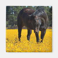 Bay Horse in einem Feld gelber Blumen