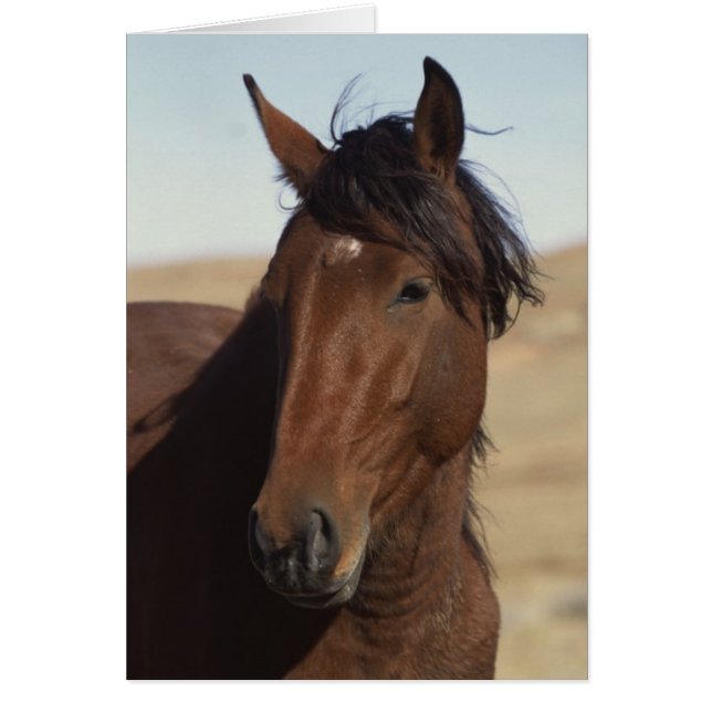 Bay Horse in Wind (Vorne)