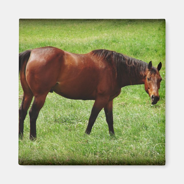 Bay Horse Magnet (Vorne)