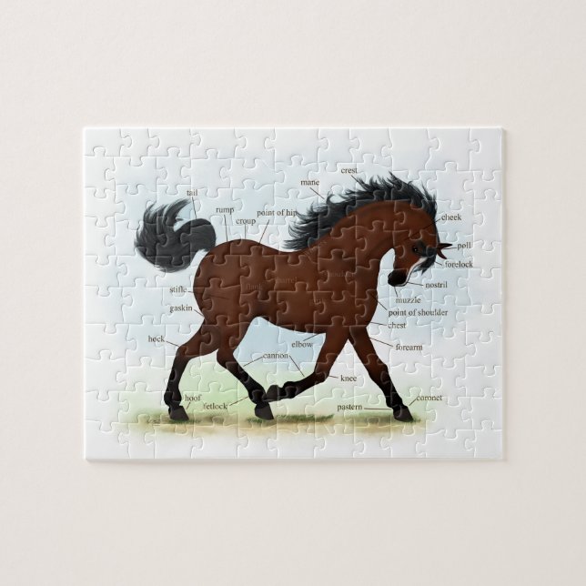 Bay Horse mit Blaze Educational Anatomic Chart (Horizontal)