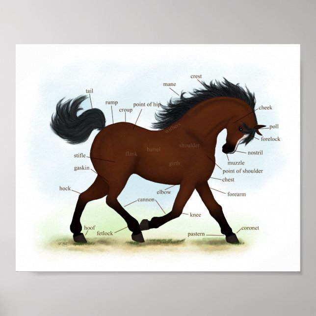 Bay Horse mit Blaze Educational Anatomic Chart Poster (Vorne)