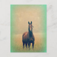 Bay Horse Stehend in einem Feld