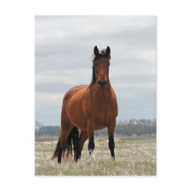 Bay Mare
