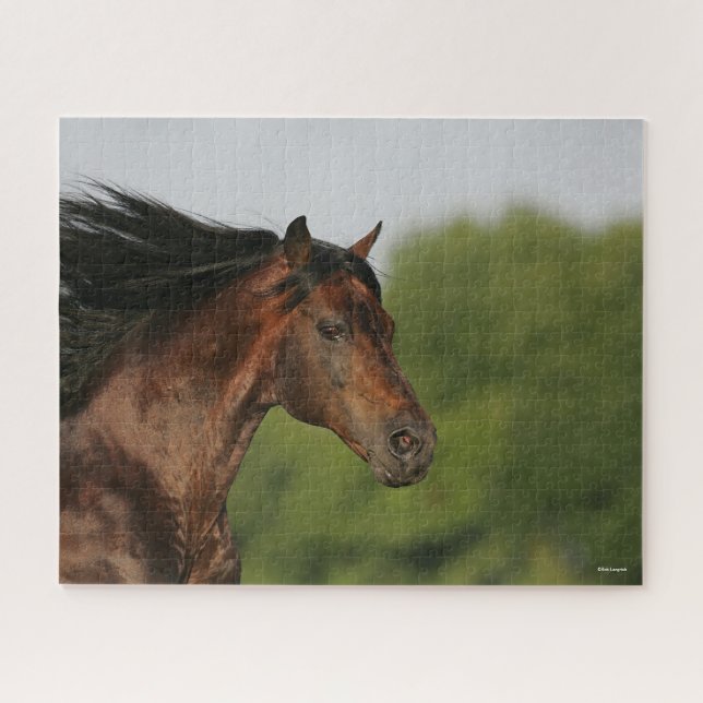 Bay Morgan Horse Headshot Mane Flows (Horizontal)