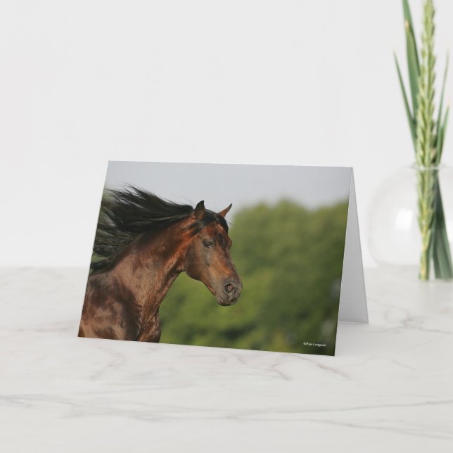 Bay Morgan Horse Headshot Mane Flows Karte (Vorderseite)