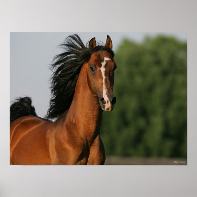Bay Morgan Horse Headshot Mane Flows Poster (Vorne)