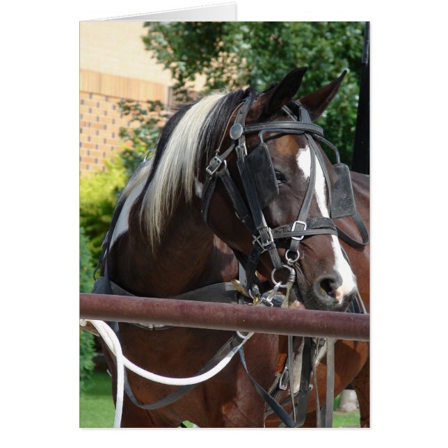 Bay Pinto Amish Buggy Horse (Vorne)
