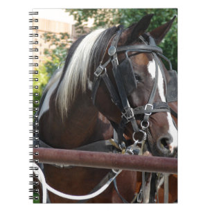 Bay Pinto Amish Buggy Horse Notizblock