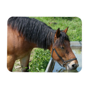 Bay Pony Drink aus dem Wasser Trough Magnet
