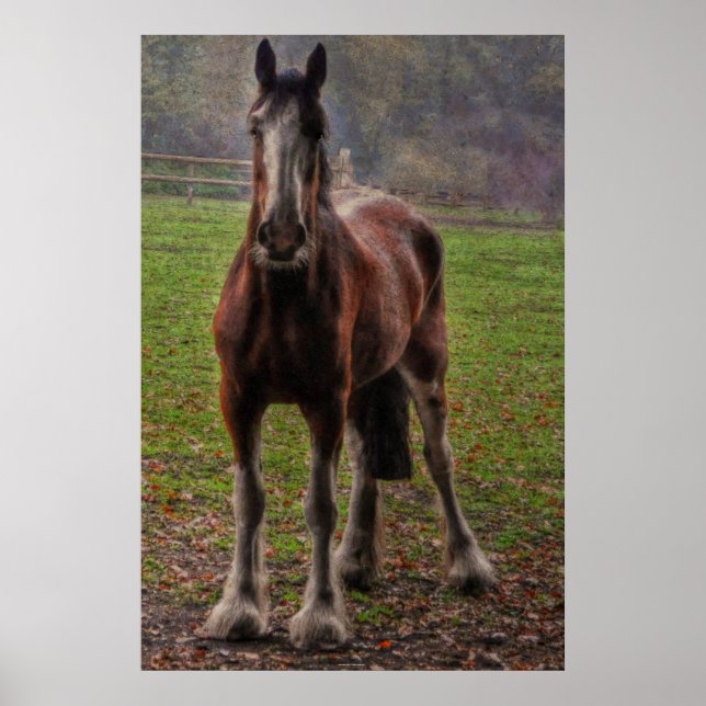 Bay Shire Draft Horse England, UK Poster (Vorne)