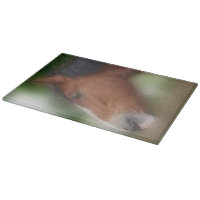 Bay Shire Draft Horse Face