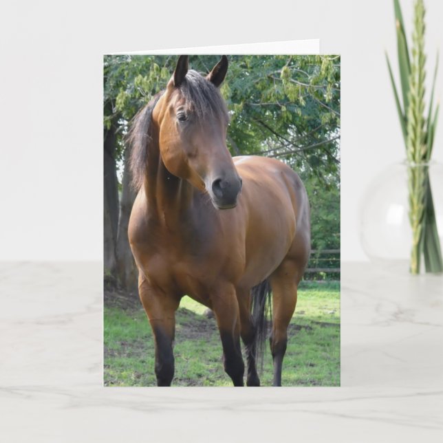Bay Thoroughbred Horse Grußkarte Karte (Vorderseite)