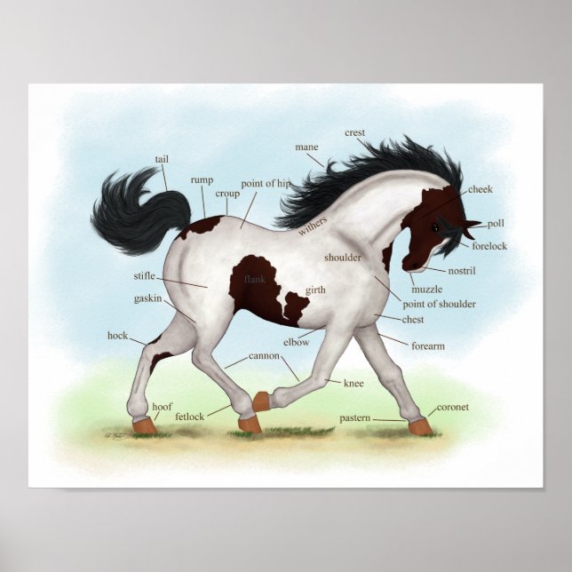 Bay Tobiano Pinto Pferde Reittiere Anatomie Poster (Vorne)