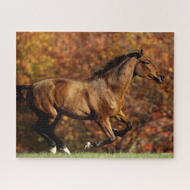 Bay Warmblut im Herbst Hintergrund (Horizontal)