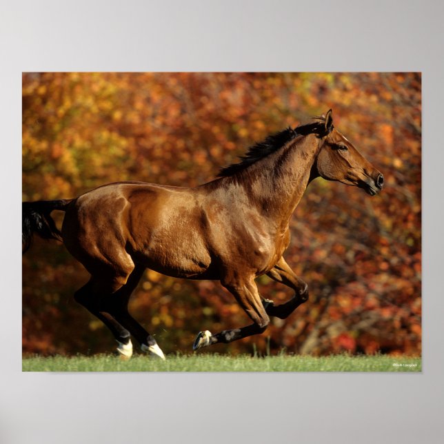 Bay Warmblut im Herbst Hintergrund Poster (Vorne)