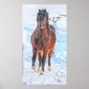 Bay Winterpferd "Jahr des Pferdes" Pferdefleisch F Poster