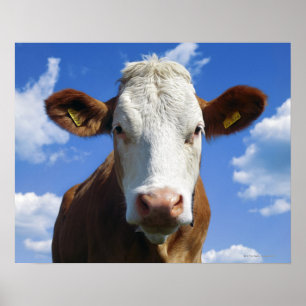 Bayerische Kuh gegen blauen Himmel Poster