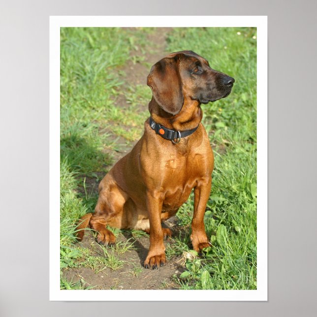Bayerischer Hund sitzt im Gras Poster (Vorne)