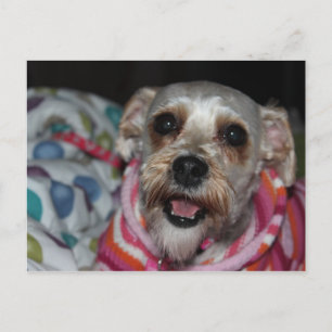 "Bayleigh" Dog Postcard Postkarte