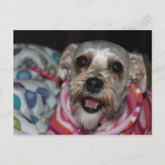 "Bayleigh" Dog Postcard Postkarte