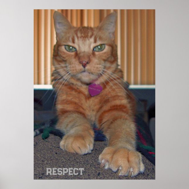 Baz Cat Poster respektieren (Vorne)