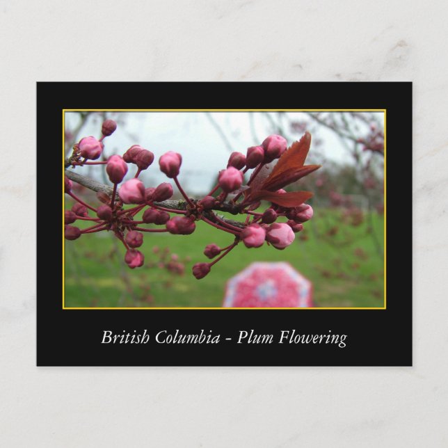 BC, Frühlingspflaume Postkarte (Vorderseite)