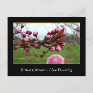 BC, Kirschblütenblüte Postkarte