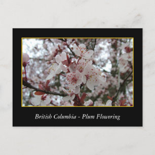BC, Kirschblütenblüte Postkarte