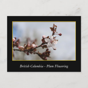 BC, Kirschblütenblüte Postkarte