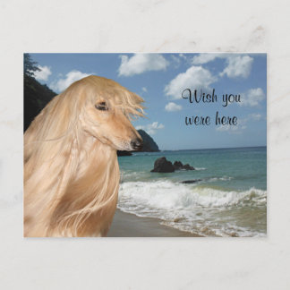Beach afghanhound postkarte