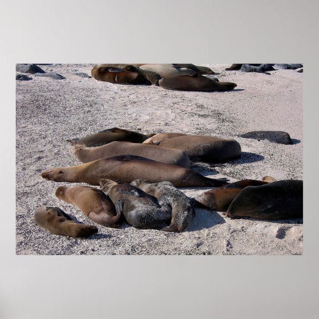 Beach Bum Sea Lions Poster (Vorne)