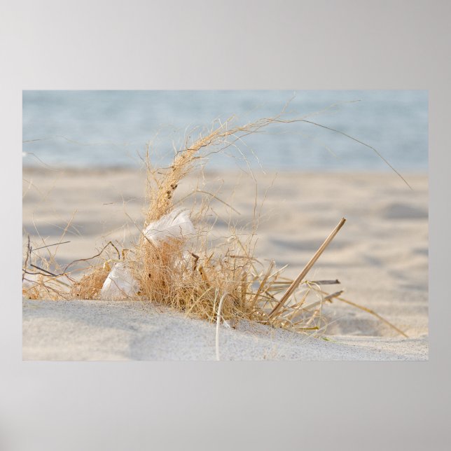 Beach Grass mit Feder Poster (Vorne)