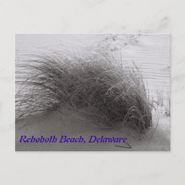 Beach Grass RehoBeide Postkarte (Vorderseite)
