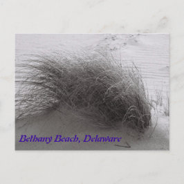 Beach Grasss Bethany Postcard Postkarte