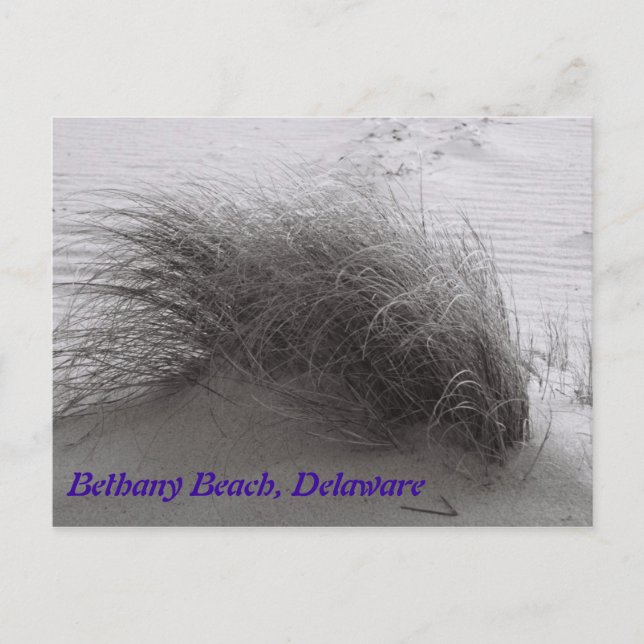 Beach Grasss Bethany Postcard Postkarte (Vorderseite)