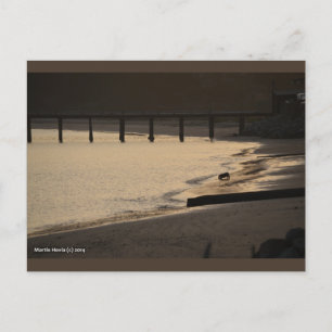 Beach Hund bei Sunset Blue Beach Song™ Postkarte