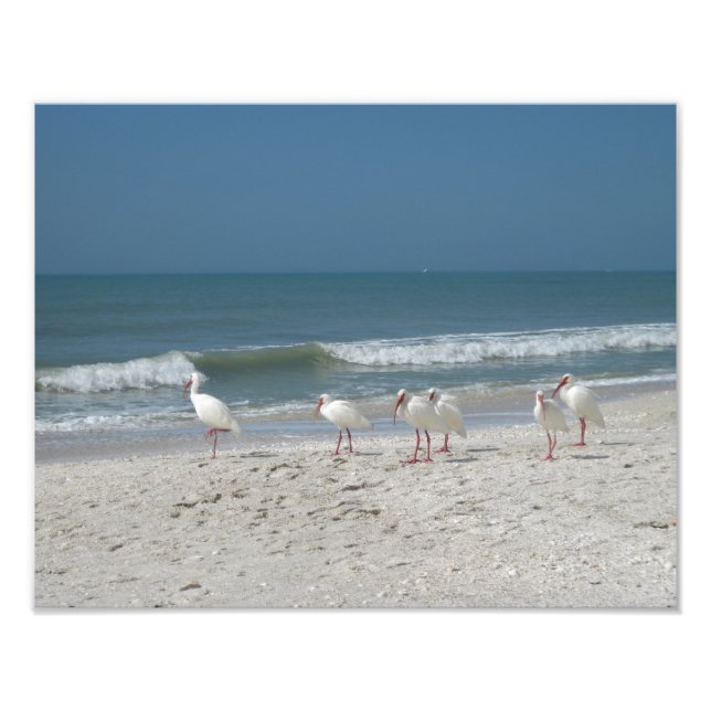 Beach Ibis Fotodruck (Vorne)