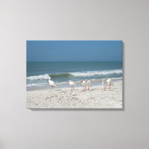Beach Ibis Leinwanddruck