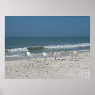 Beach Ibis Poster